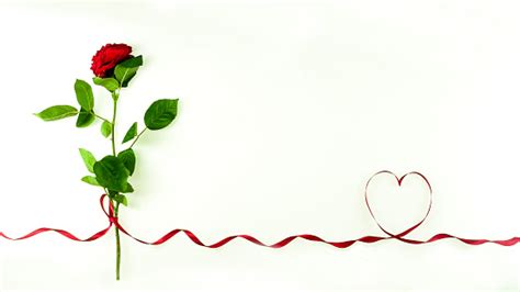 A Romantic Red Rose On A White Background With A Ribbon In The Shape Of