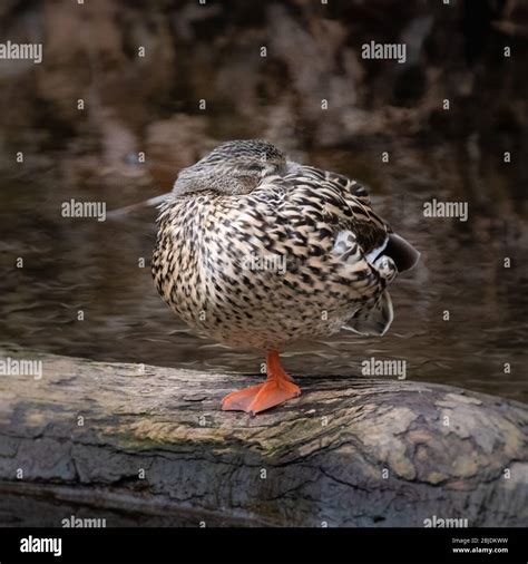 A Mallard Duck Sleeping On A Stone In A Creek Standing On One Leg Stock