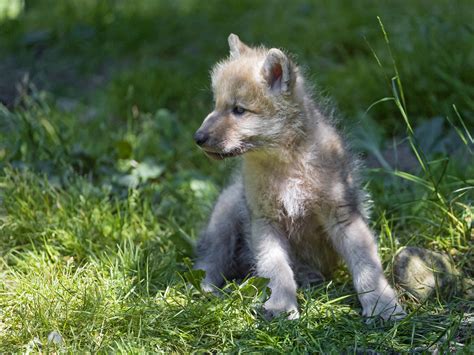 Cute Arctic Wolf Pup In The Grass Once Again A Cute Scene Flickr