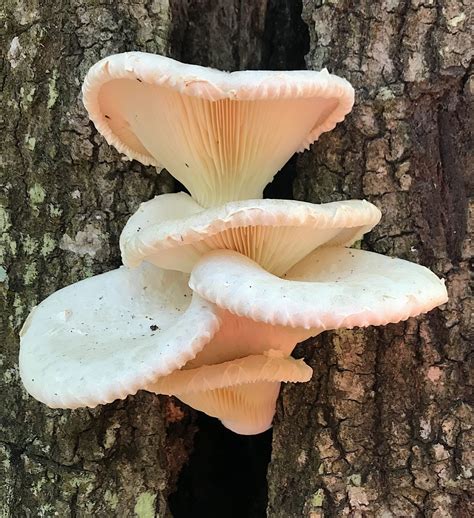 Oyster Mushrooms Eat The Weeds And Other Things Too