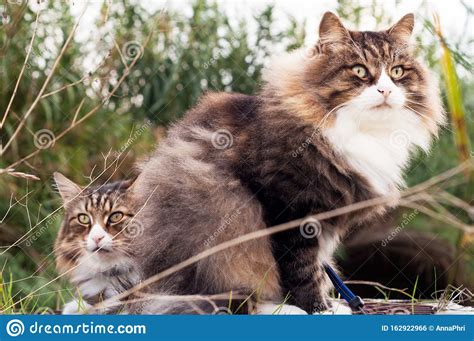 Two Beautiful Fluffy Cats In A Row Closeup View Stock