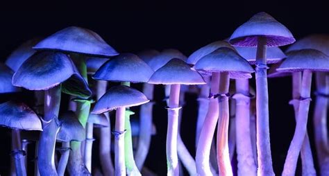 What Are Psilocybin Mushrooms And Can They Treat Mental Illness