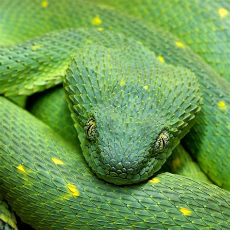 Variable Bush Viper Green Phase Strictly Reptiles Inc