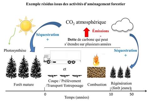 Schéma simplifié du bilan carbone en milieu forestier (cycle de vie du ...