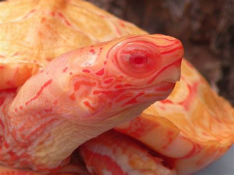 The Albino Wood Turtle Is Stunning Gaynrd