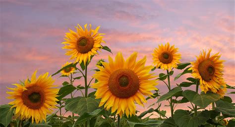 Field Of Golden Sunflowers At Sunset Photograph By Gill Billington Pixels