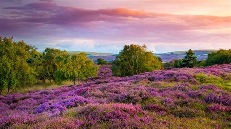 斯塔德兰附近荒野上丛生的紫色和粉红色帚石楠，英国多塞特郡 © Allouistockgetty Images Plus