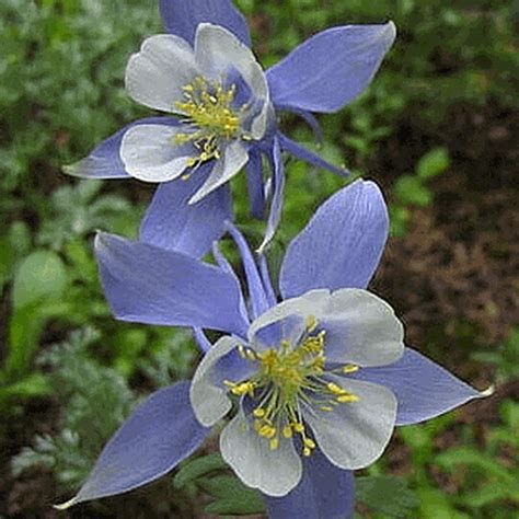 Rocky Mountain Blue Columbine Flower Seeds Everwilde Farms