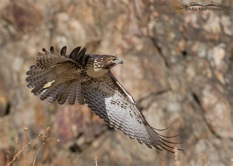 A Juvenile Red Tailed Hawk Fly By On The Wing Photography