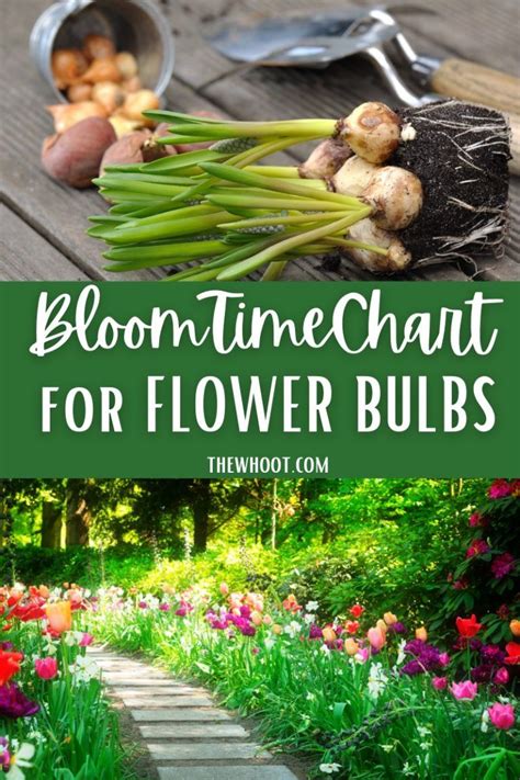 Bloom Time Chart For Bulbs The Whoot Bulb Flowers Bulb Bloom