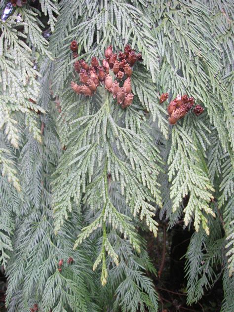 Western Red Cedar Thuja Plicata Native Plants Pnw