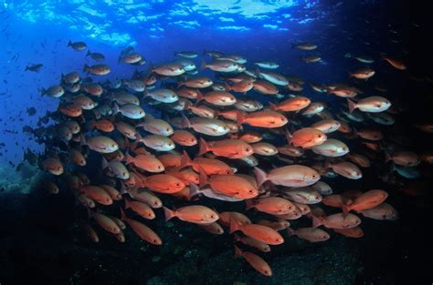 Red Snapper Season Set To Start In Gulf State And Federal Waters Off