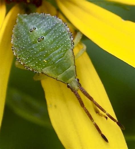 Flat Teardrop Shaped Green Bug Piezogaster Bugguidenet