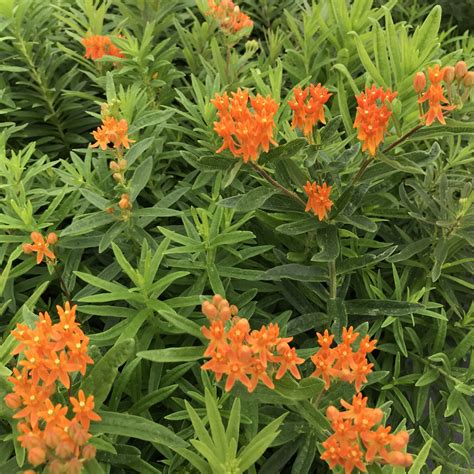Asclepias Tuberosa Butterfly Weed 4 Pot Little Prince To Go