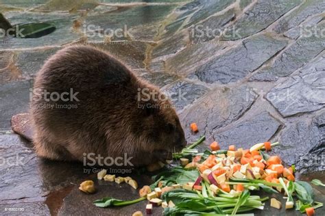 Beaver Eating Fresh Vegetable And Fruit Stock Photo Download Image