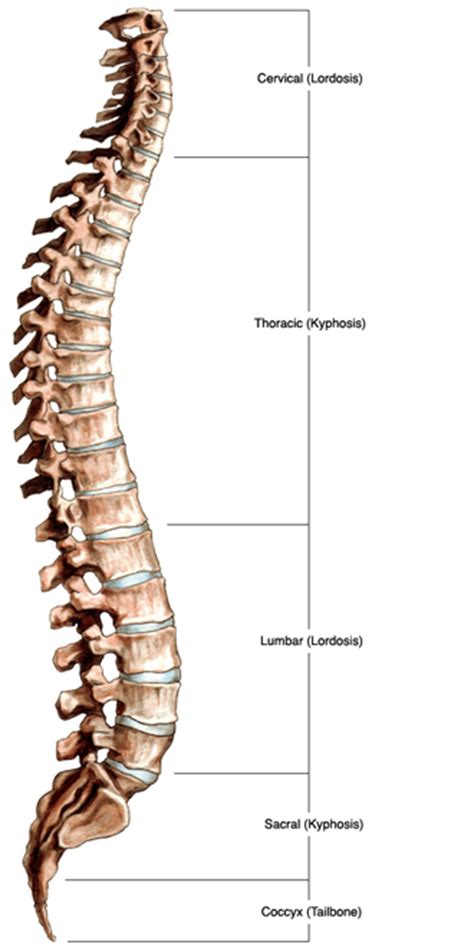 This diagram misses out the carbon atoms in the ring for clarity. Spinal Anatomy | Vertebral Column