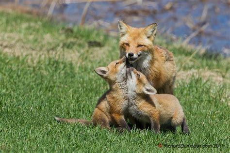 Renard Roux Red Fox Vulpes Vulpes Flickr Photo Sharing