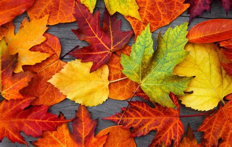 Wallpaper Leaves Tree Colorful Autumn Leaves Autumn Images For