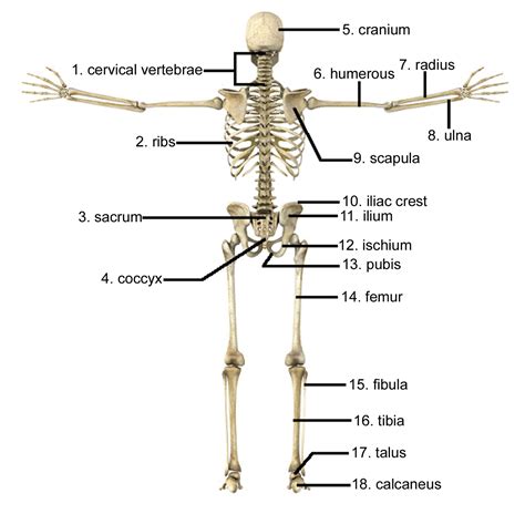 How Many Bones Are In The Spine Examples And Forms
