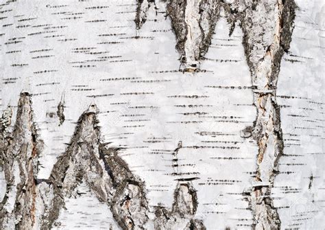 Close Up Of Birch Tree Bark Surface Texture Tree Bark Texture Birch