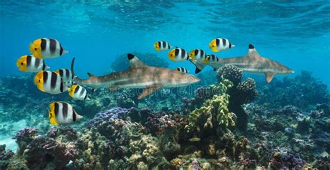 Sharks Underwater Colorful Coral Reef With Fish Stock Image Image Of