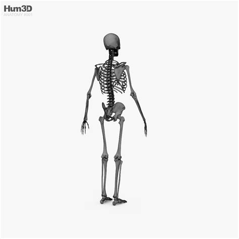 Human Male Skeleton 3d Model Anatomy On Hum3d