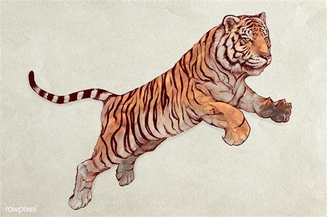 Hand Drawn Jumping Tiger Illustration Premium Image By Rawpixel Com