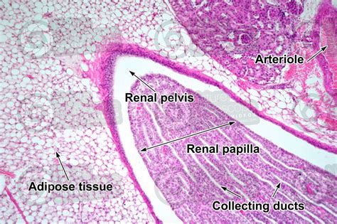 Rat Kidney Transverse Section 125x Rat Mammals Excretory