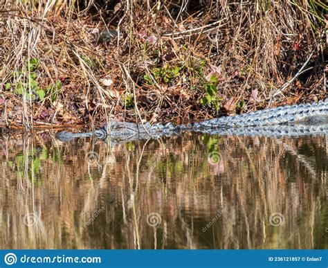 North Carolina Alligator Stock Image Image Of Wildlife 236121857