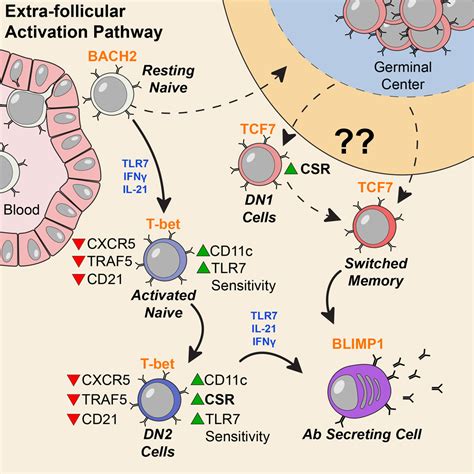 Distinct Effector B Cells Induced By Unregulated Toll Like Receptor 7