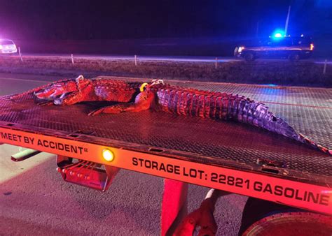 10 foot alligator causes serious highway crash