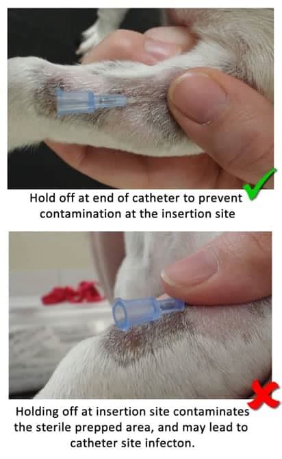 Iv Catheter Placement Dog Mommafinds