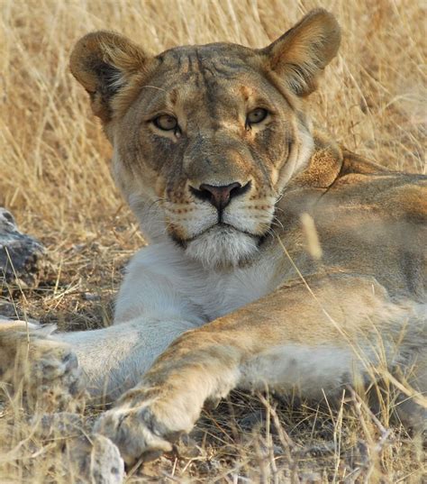 100 Pictures Of Lions Sleeping Hunting Roaring With Cubs And More