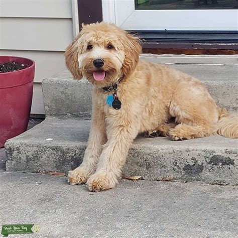 Mini goldendoodle F1b - Stud Dog in Northwest IN, the United States