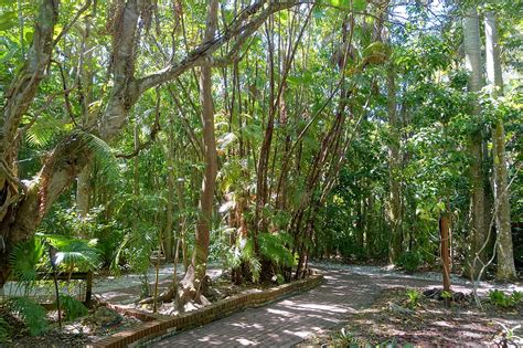 File:Jungle trail - Sarasota Jungle Gardens - Sarasota, Florida - DSC01950.jpg - Wikimedia Commons