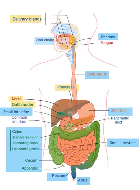 38 The Digestive System Introduction To Nutrition And Wellness