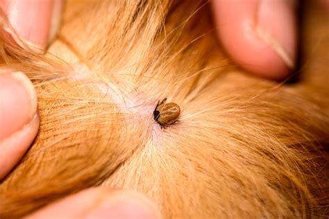 Grooming Your Dog For Flea And Tick Prevention