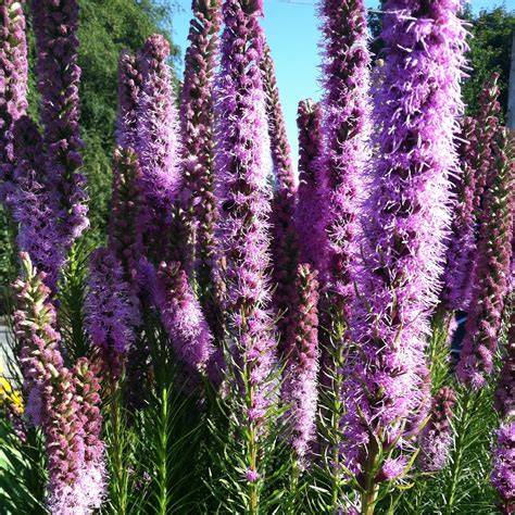 When to plant liatris spicata? Photo #75209 | Liatris spicata 'Kobold' | plant lust
