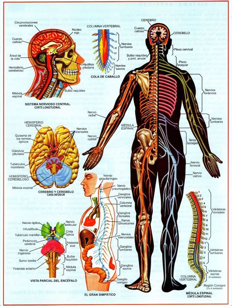 Cervell Sistema Nervioso Sistema Nervioso Humano Sist Vrogue Co