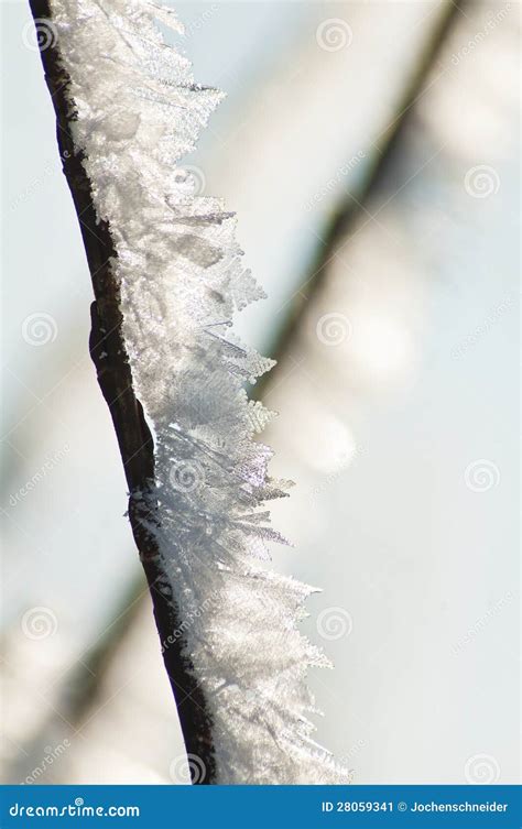 Branch With Ice Crystals Stock Image Image Of North 28059341