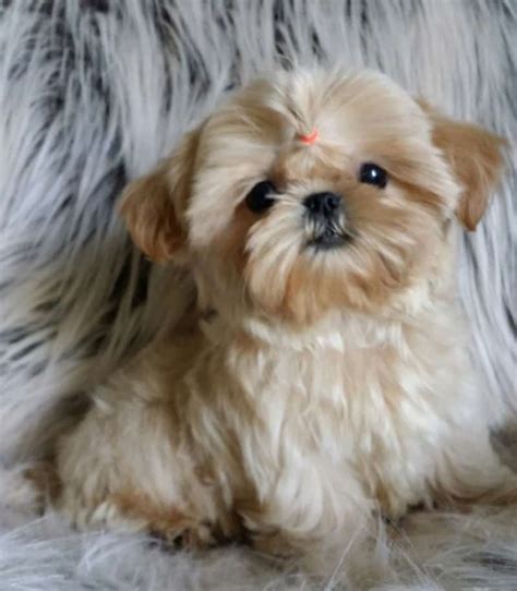 Click here to be notified when new shih tzu puppies are listed. Shih Tzu Dog Breeders: Colorado | PuppySites.Com