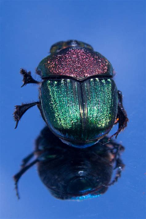 Beetle 5 By Elfchild85 On Deviantart