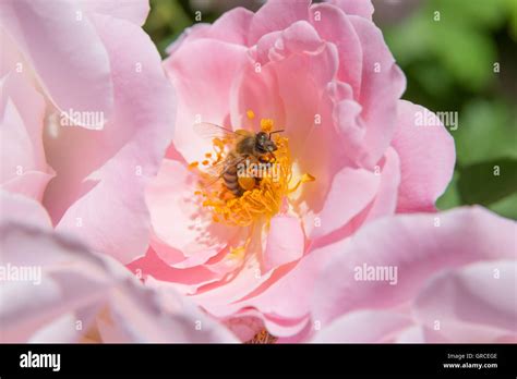 Bee With Yellow Pollen On Leg Stock Photo Alamy