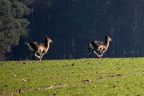 Fallow Deer Leap Fields Forest Free Photo On Pixabay
