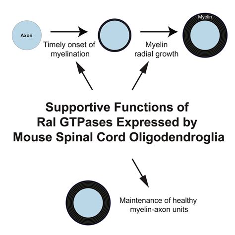 Ral GTPases Are Critical Regulators Of Spinal Cord Myelination And