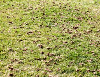Lawn litter (often called 'thatch', even though it's not proper thatch) can really cause problems in your yard. Overseeding, Aerating & Dethatching - Autumn Landscape Maintenance