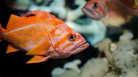 Unisciti al divertimento con oddbods, i cartoni animati più cool per bambini, per una risata dopo l'altra con il tuo canale preferito: Pesce d'aprile FOTO - NEWSAUTO.it