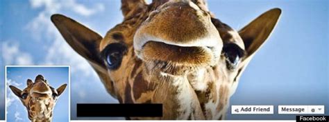 Heres Why Your Facebook Friends Have Become Giraffes Huffpost
