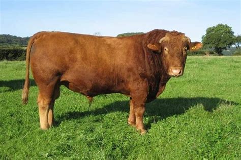 12 most popular beef cattle breeds of the world for farm owner 2022