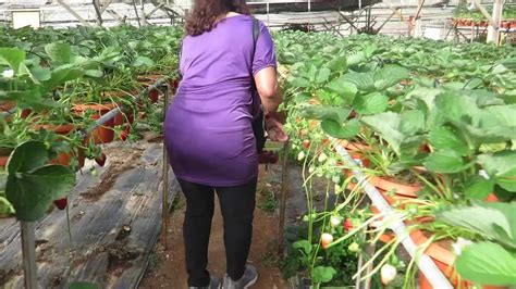 Agricultural service in ranau, malaysia. Strawberry farm Cameron Highlands - YouTube